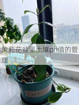 茉莉花盆里土壤ph值的管理