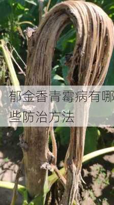 郁金香青霉病有哪些防治方法