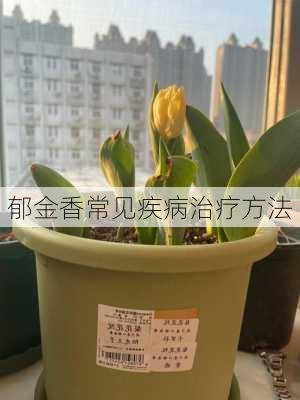 郁金香常见疾病治疗方法