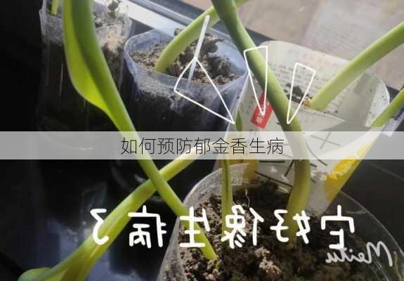 如何预防郁金香生病