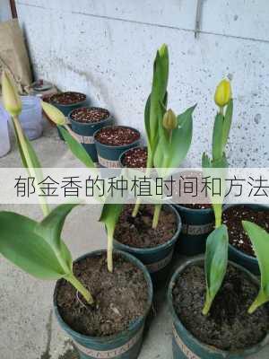 郁金香的种植时间和方法