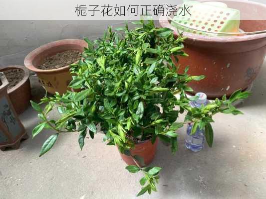 栀子花如何正确浇水