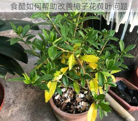 食醋如何帮助改善栀子花黄叶问题