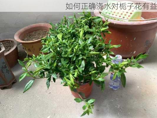 如何正确浇水对栀子花有益