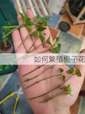 如何繁殖栀子花