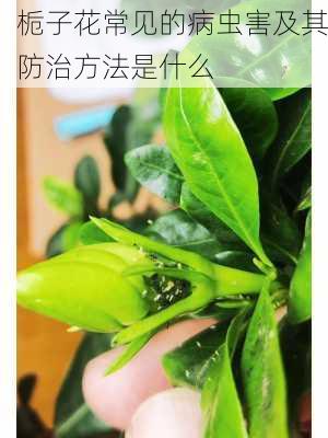 栀子花常见的病虫害及其防治方法是什么