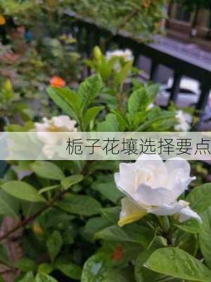 栀子花壤选择要点