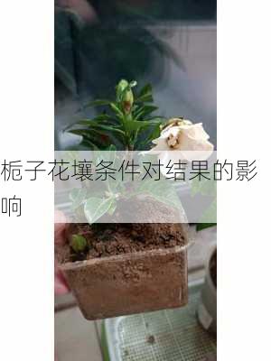 栀子花壤条件对结果的影响