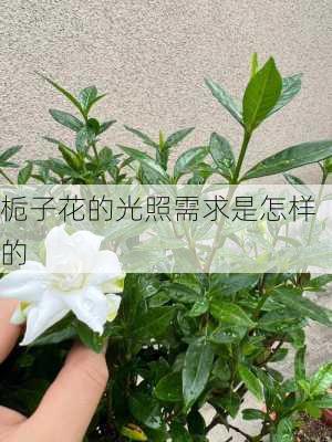 栀子花的光照需求是怎样的