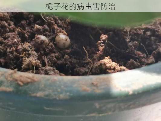 栀子花的病虫害防治