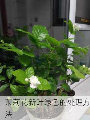 茉莉花新叶绿色的处理方法