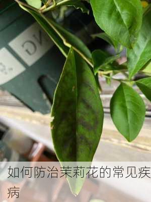 如何防治茉莉花的常见疾病