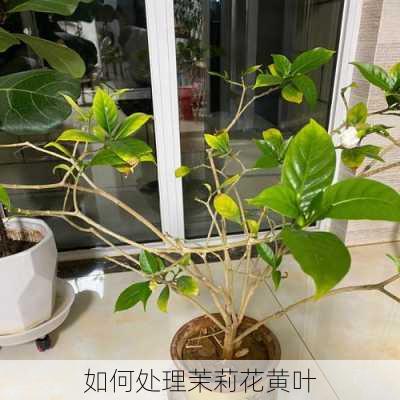 如何处理茉莉花黄叶