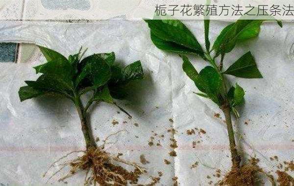 栀子花繁殖方法之压条法