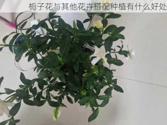 栀子花与其他花卉搭配种植有什么好处