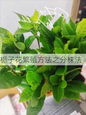 栀子花繁殖方法之分株法