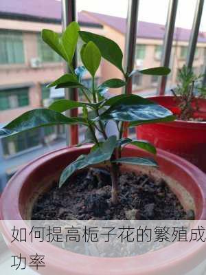 如何提高栀子花的繁殖成功率