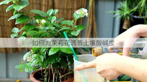 如何为茉莉花调节土壤酸碱度