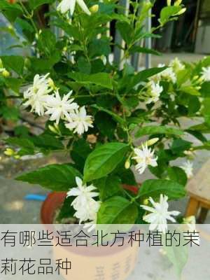 有哪些适合北方种植的茉莉花品种