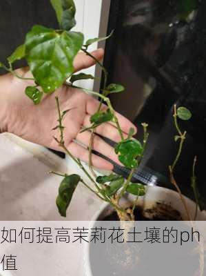 如何提高茉莉花土壤的ph值