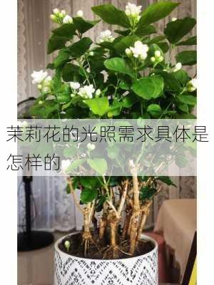 茉莉花的光照需求具体是怎样的