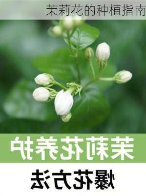 茉莉花的种植指南