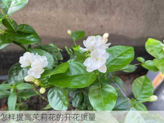 怎样提高茉莉花的开花质量