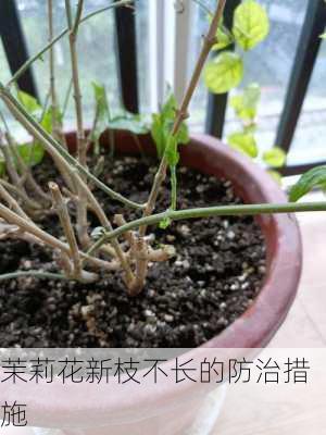 茉莉花新枝不长的防治措施