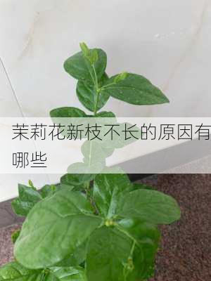 茉莉花新枝不长的原因有哪些