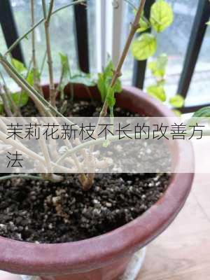 茉莉花新枝不长的改善方法