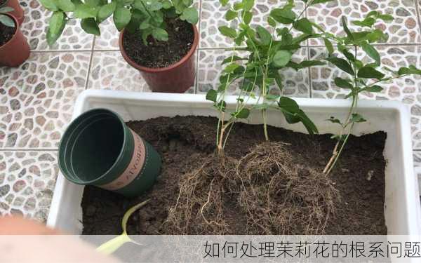 如何处理茉莉花的根系问题