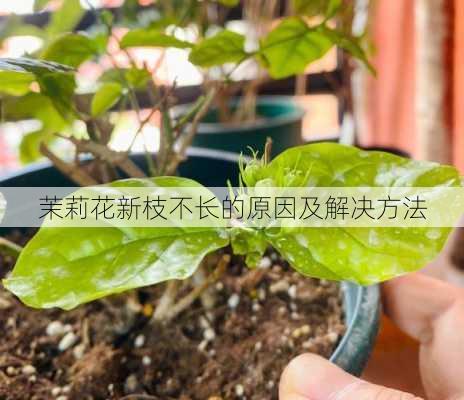 茉莉花新枝不长的原因及解决方法