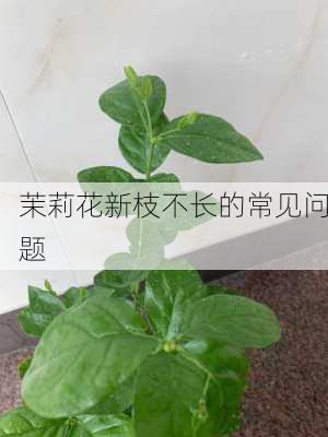 茉莉花新枝不长的常见问题