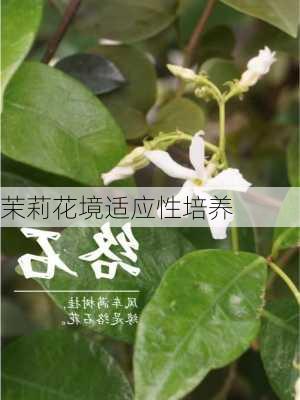 茉莉花境适应性培养