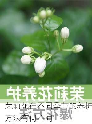 茉莉花在不同季节的养护方法有何不同