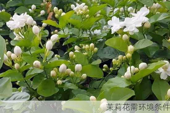 茉莉花需环境条件