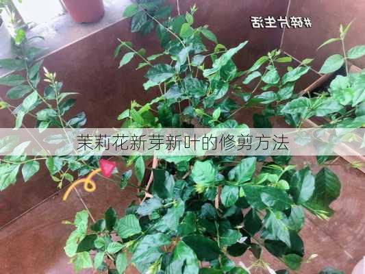 茉莉花新芽新叶的修剪方法