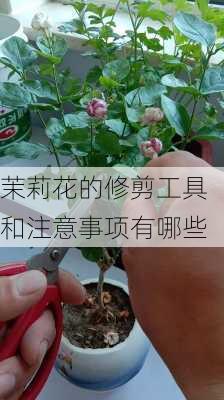 茉莉花的修剪工具和注意事项有哪些