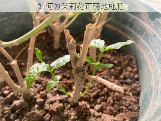 如何为茉莉花正确地施肥