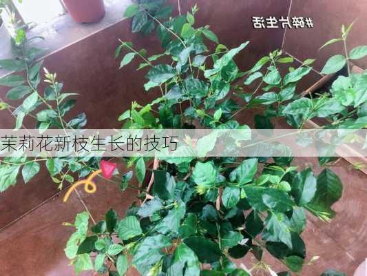 茉莉花新枝生长的技巧