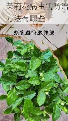 茉莉花病虫害防治方法有哪些