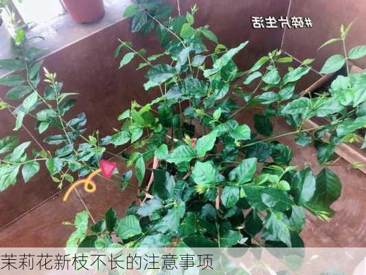 茉莉花新枝不长的注意事项