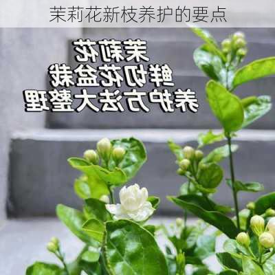 茉莉花新枝养护的要点