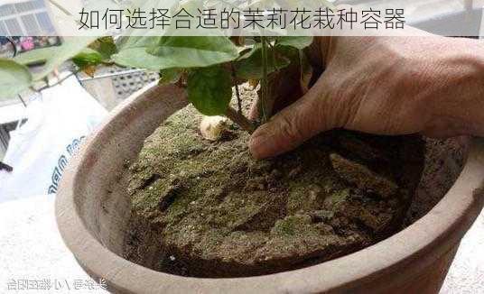 如何选择合适的茉莉花栽种容器