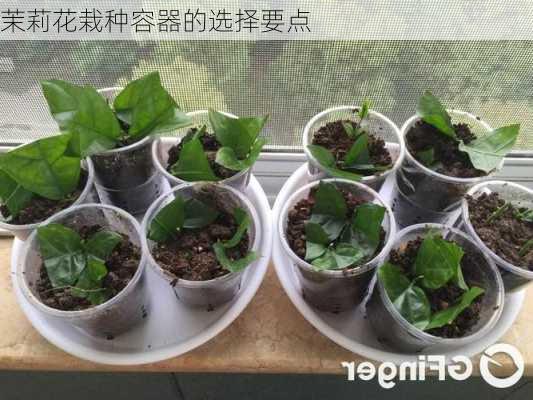 茉莉花栽种容器的选择要点