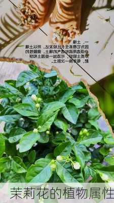 茉莉花的植物属性