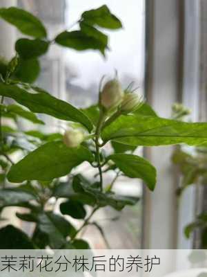 茉莉花分株后的养护