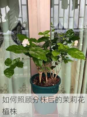 如何照顾分株后的茉莉花植株