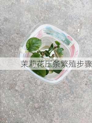 茉莉花压条繁殖步骤