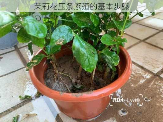 茉莉花压条繁殖的基本步骤